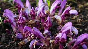 Image result for Orobanchaceae