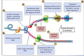 Start studying dna replication worksheet. Biology Chapter 16 Dna Replication Flashcards Quizlet
