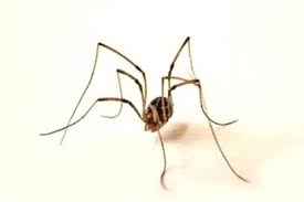 Pest Control Gifts Pest Control Organic Pest Control E13 Pest Control Services Near Me Justdial In 2020 Pest Control Roaches Pest Control Services Pest Control