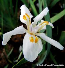 Image result for Dietes flavida