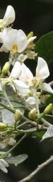 Image result for Baphia speciosa
