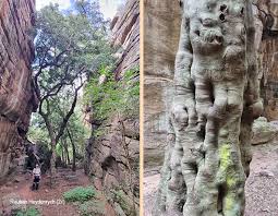 Image result for Strychnos usambarensis