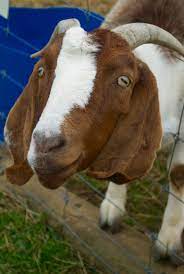 Getting Started With Meat Goat Farming Backyard Goats Goats Goat Farming Boer Goats