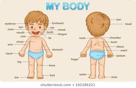 1000 Human Body Parts Stock Images Photos Vectors