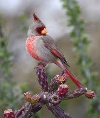 Arizona Desert Bird Of Paradise Arizona Desert Bird With Images Beautiful Birds Pretty Birds Birds