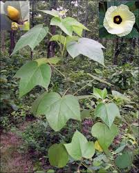 Image result for Azanza