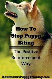 They're curious, they can be fussy, and they're just starting to learn teaching your puppy not to bite is one of the first things you're going to want to work on, especially if you have children. How To Stop Puppy Biting The Positive Reinforcement Way