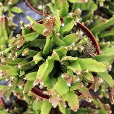 Image result for Rhaphiostylis