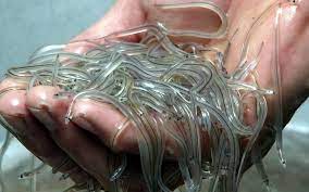 La pêch e maritime professionnelle dans l'estuaire de l'adour en 2000 juin 2001 Presque Aussi Rentable Que La Coke L Anguille Est Traquee Par Les Braconniers Le Parisien