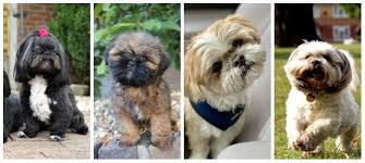 Check spelling or type a new query. Your Guide To Shih Tzu Coat And Eye Colors Shihtzucenter