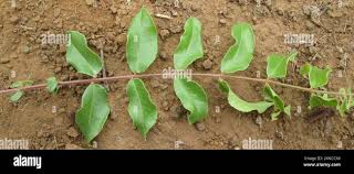 Image result for Kirkia