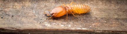 Found in every state except alaska. Extermital Termite Pest Control