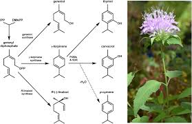 Image result for Aeollanthus myrianthus