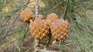 Image result for Casuarina littoralis
