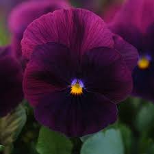 Pansy Flower Garden Seeds Cool Wave Series Purple 100 Seeds Annual Flower Gardening Seed Walmart Com In 2021 Pansies Flowers Purple Plants Purple Garden