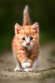 Image result for CUTE CAT