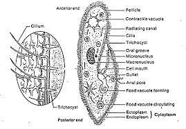 Paramecium Diagram Homeschool Science Print
