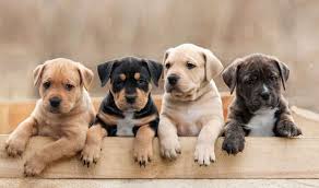 We did not find results for: 99 Arti Mimpi Anjing Coklat Masuk Rumah Menurut Islam Dan Primbon Mimpi Anjing Besar