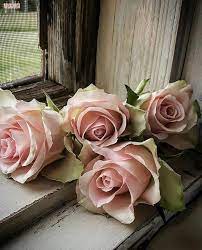 Pin By Lobnafiryal On Flower Power Flower Aesthetic Love Flowers Beautiful Roses