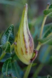 Image result for Xysmalobium sessile