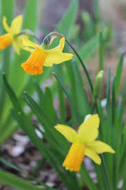They spread quickly, but are so adorable. Tete A Tete Archives Diana S Designs Austin