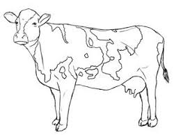 Pin On Cows Start by drawing an oval shape or a rectangle with rounded corners. pin on cows