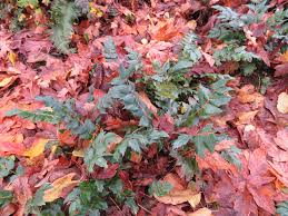 Image result for Maerua nervosa