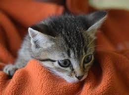 Pin By Silo On So So Cute Cats Animals Cute