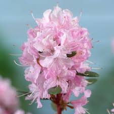 Rhododendron Anna Baldsiefen Rhododendron Tree Identification Planting Flowers