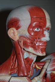 Muscles form about 40% of the total body however, the question here is which is the strongest muscle in the human body. Pin By Margaret Caragan On Anatomy Head Muscles Total Body Toning Lion Sculpture
