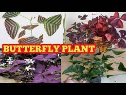 Oxalis Plant Varieties With Name Butterfly Plant Youtube Butterfly Plants Plants Indoor Plants