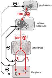 Size of güdel gearbox type nr/hpg: Thyreotroper Regelkreis Wikipedia