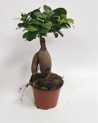 Buy Bonsai Tree Online At Best Price In Qatar Indoor Ficus Bonsai Plants Qatar Daffodils