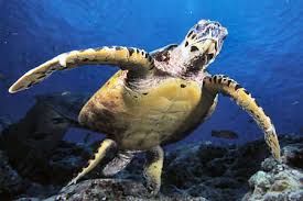 It is the only extant species in the genus eretmochelys. Hawksbill Turtle Eretmochelys Imbricata Iosea Marine Turtles