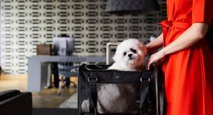 Check spelling or type a new query. Arlo Skye Airline Approved Pet Carrier