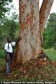 Image result for Pericopsis