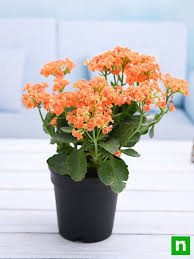Image result for Kalanchoe