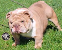 British bulldogs rarely bark but snore, snort, wheeze, grunt, and snuffle instead. Shrinkabull S Adult English Bulldogs Available