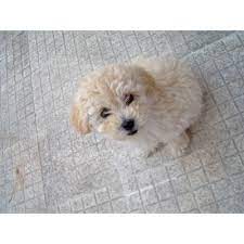 Perros French Poodle Minitoy Imgenes Mil French Poodles Poodle Poodle Dog