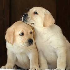 We did not find results for: Lovely Labrador Retriever Puppies Available For Sale Our P Dogs For Sale In Adarsh Nagar Sawhney Sch Delhi Click In