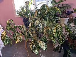 Native to japan, the aucuba, as with many other popular japanese plants, have a prominent but quiet presence in pacific northwest gardens. Gold Dust Plant Care Everything You Need To Know Yhmag