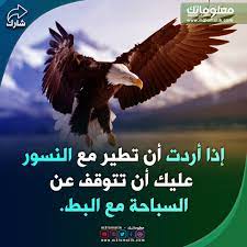 طير النسر bald eagle animals balding