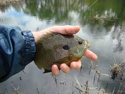 It's Not Easy Being Green: How To Handle Fish