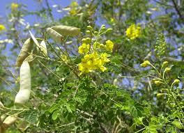 We did not find results for: Which Trees And Shrubs To Plant For A Lush Green Desert Yard Home Garden Tucson Com