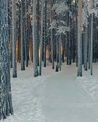 Path In A Snowy Forest With Sunlight In The Background No Location Given By Thenerealno On Instagram Snowy Woods Winter Scenery Winter Wood