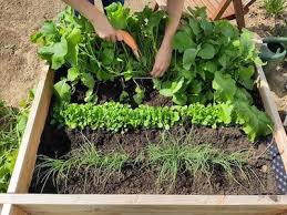 Weitere ideen zu hochbeet, garten, garten hochbeet. Meine Ernte Hochbeet Gemuse Im Winter