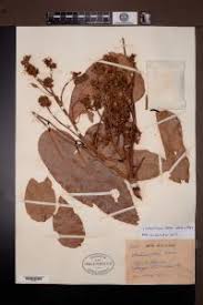 Image result for Isoberlinia doka