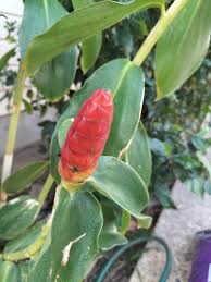 Image result for Costus subbiflorus