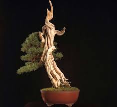 Image result for rosemary bonsai