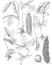 Image result for Mucuna poggei